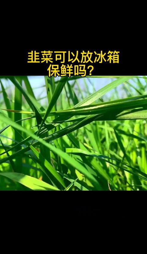 韭菜能放冰箱里保鲜吗